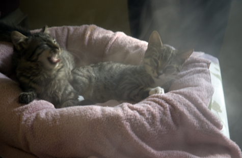 Steamy Kittens.jpg
